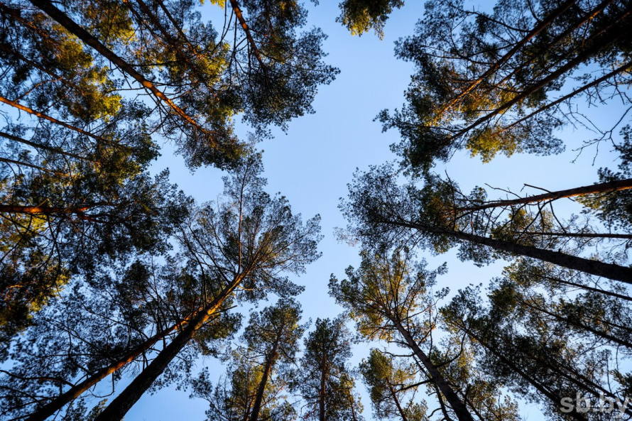 В Бресте два биологических заказника получили статус местных природоохранных территорий