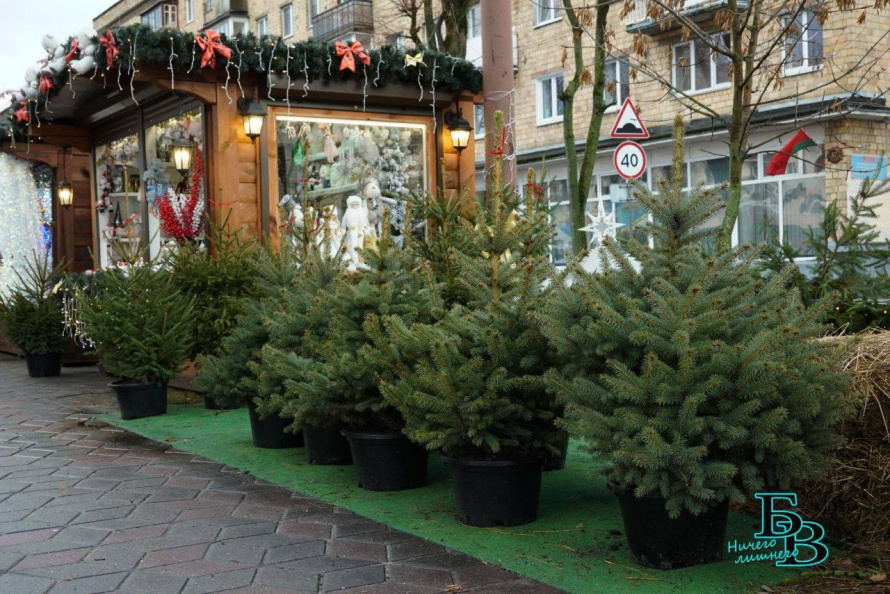 17 декабря в Бресте стартуют ёлочные базары, которые будут работать по 31 декабря. 